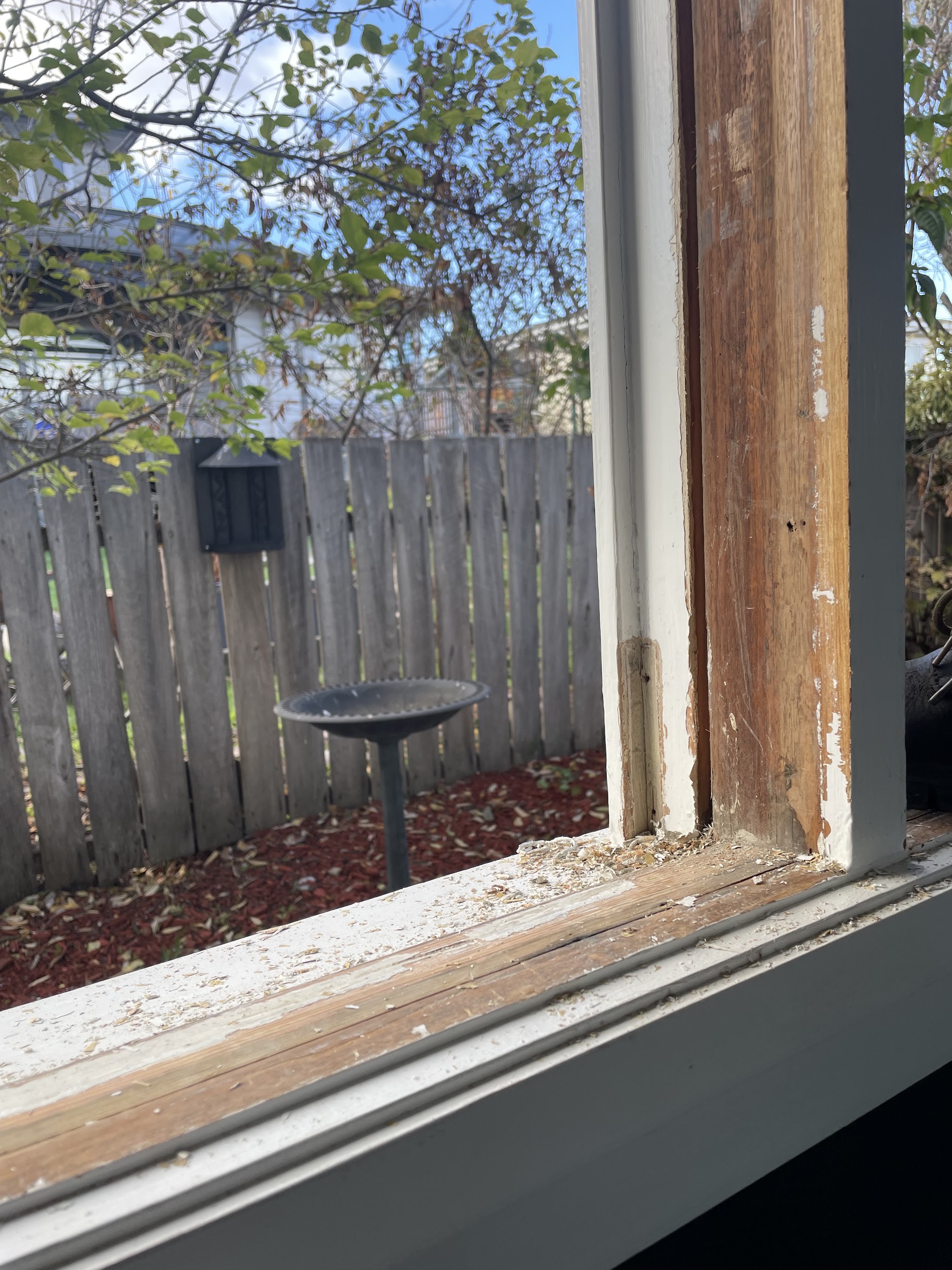 An old timber window frame stripped back to bare wood, with old paint and shavings on the sill